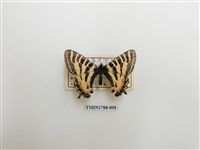 藏品(中國蝴蝶)的圖片